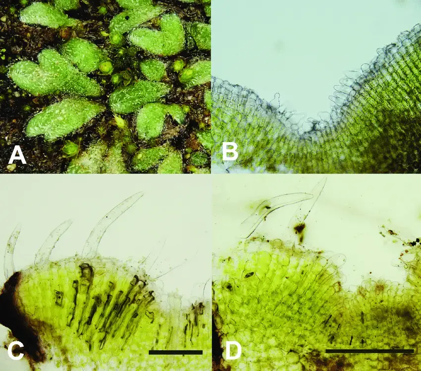 Riccia-atromarginata-A-Thalli-from-Gran-Canaria-with-numerous-cilia-even-on-ventral.png