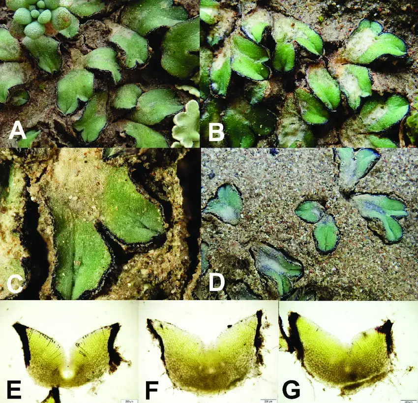 Riccia-atromarginata-from-Podgorica-A-D-habitus-view-and-E-G-cross-section-of-ultimate.png