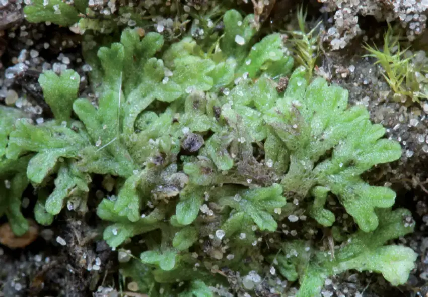 Riccia-huebeneriana-Drava-sik-Darany-photo-Cs-Nemeth-30092015-00711.png