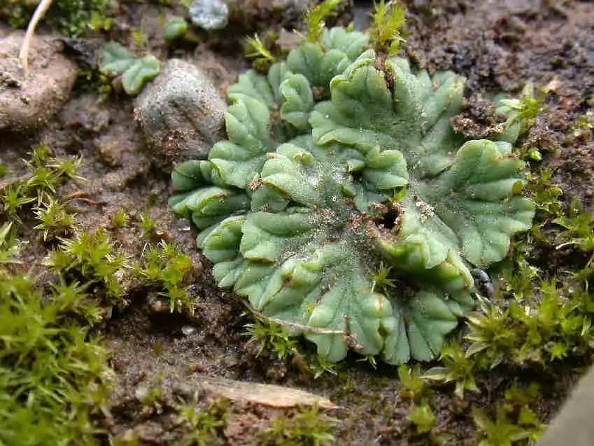 Riccia_sorocarpa_005.JPG