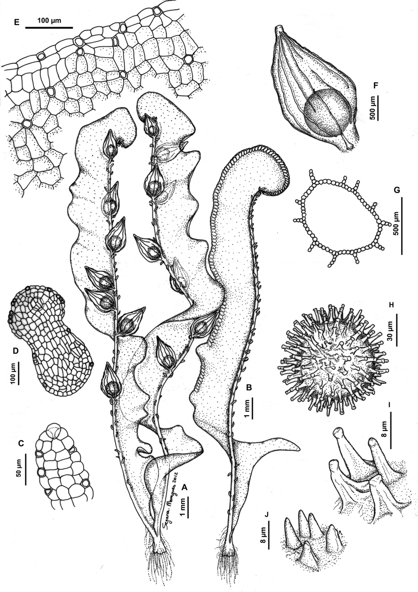 Riella-mediterranea-A-B-General-habit-A-Female-plant-B-male-plant-C-Vegetative.png