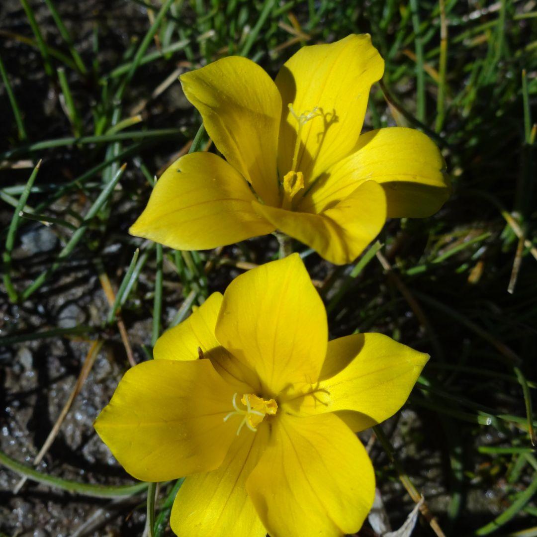 Romulea-diversiformis2.jpg