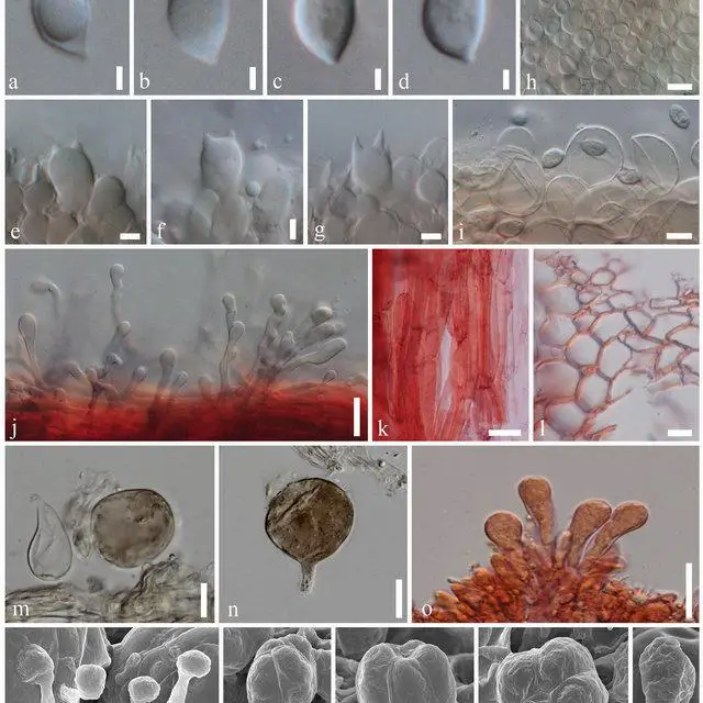 Roridomyces-phyllostachydis-MFLU19-2825-holotype-a-g-Basidiospores-e-g-Basidia-h-i_Q640.jpg