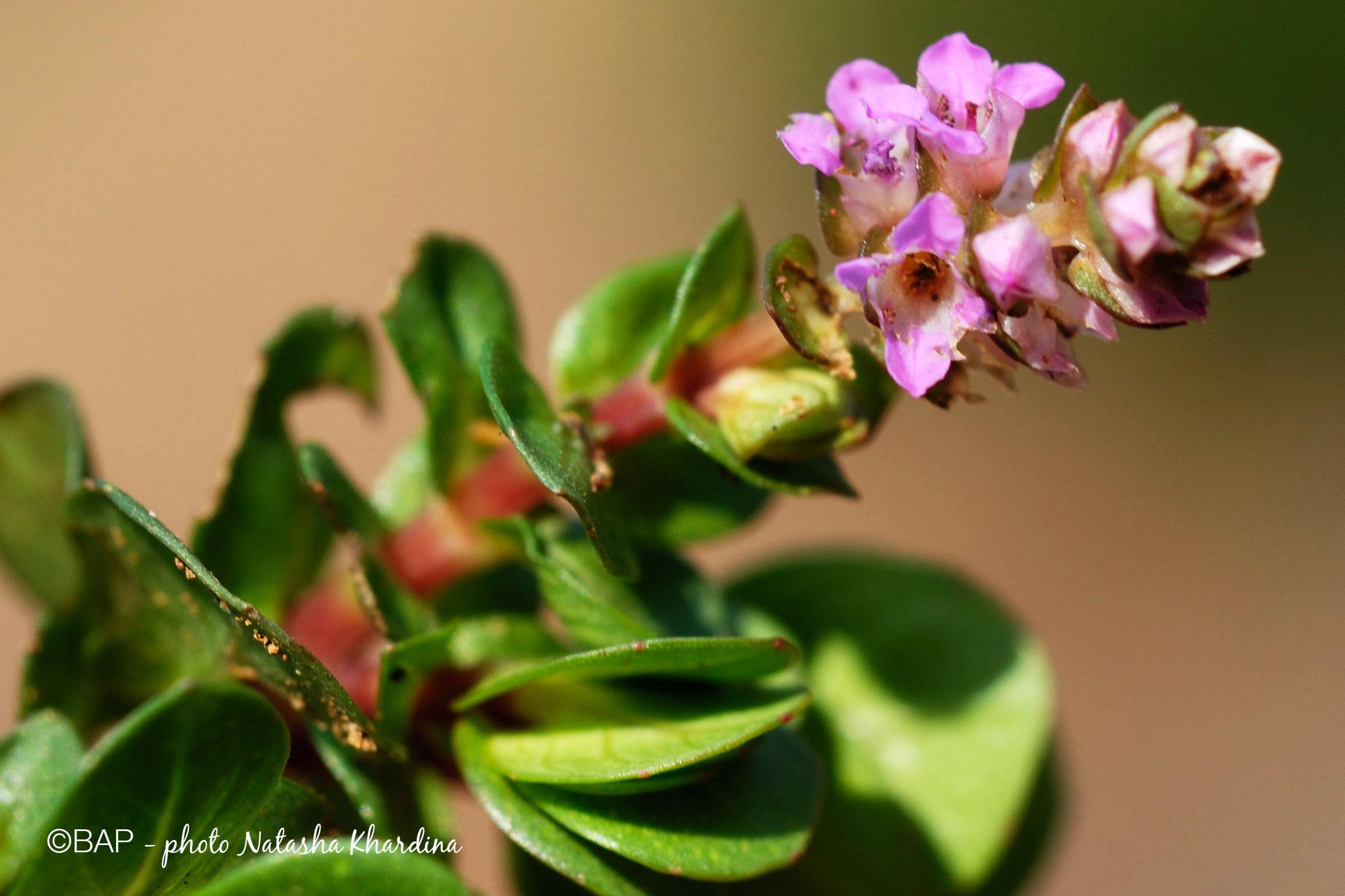 Rotala-indica_Meruvambayi-River_Kerala2_NKhardina.jpg