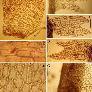 Rudolgaea-fascinifera-Potemkin-92-9701-LE-holotype-A-D-leaves-E-dorsal-cortical_Q320.jpg