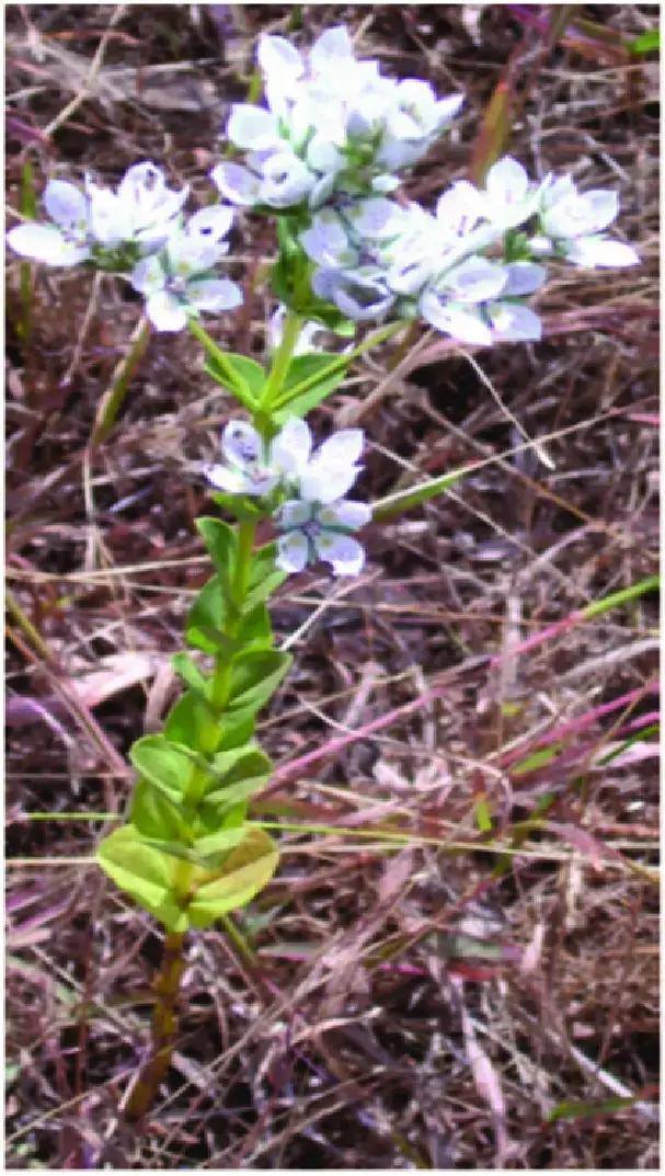 S-densifolia-plant-showing-flowers.png