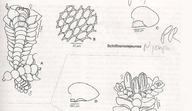 SCHIFFRIOLEJEUNEA.jpg