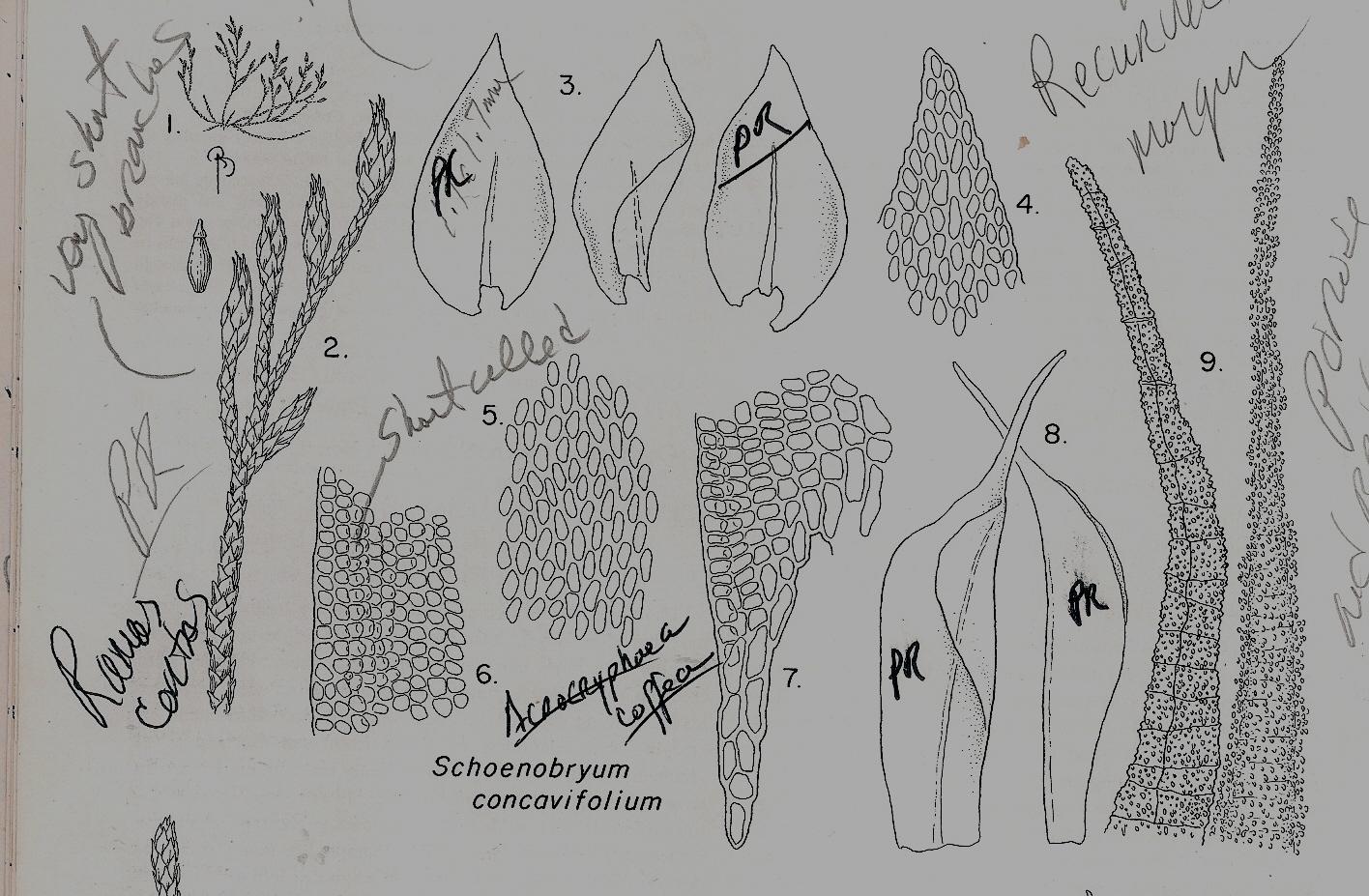 SCHOENOBRYUM%2BCONCAVIFOLIUM.jpg