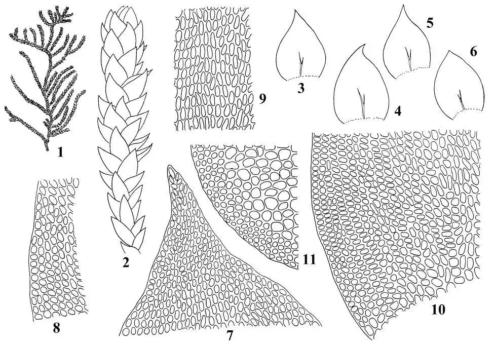 SCHOENOBRYUM%2BCONCAVIFOLIUM%2BC.jpg