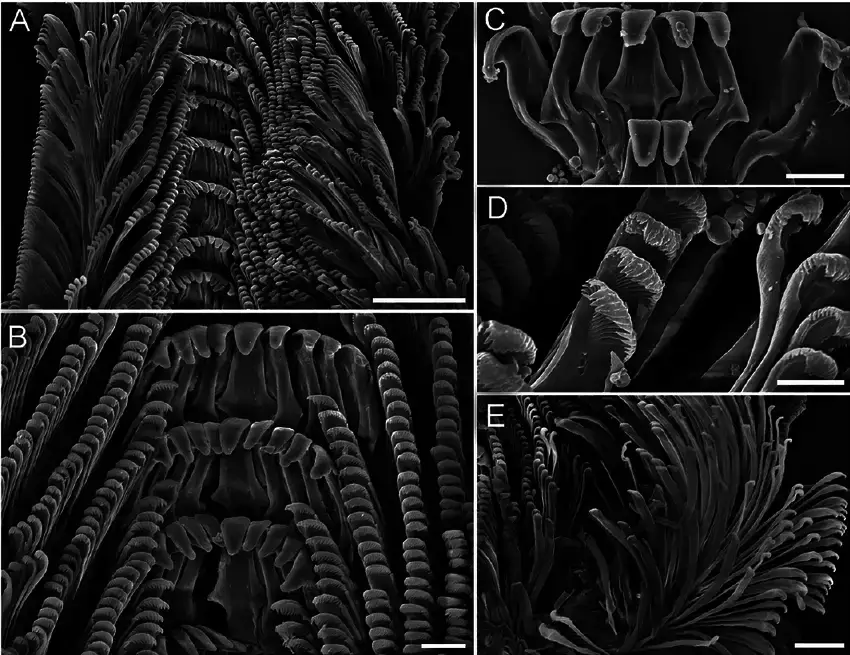 SEM-images-of-radula-of-Chrysomallon-squamiferum-n-sp-A-Radula-ribbon-B-Close-up-of.png