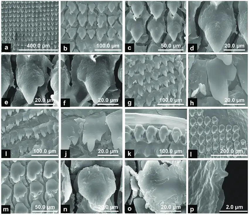 SEM-images-of-radula-of-H-straminea-a-Anterior-posterior-from-top-to-bottom-middle.png