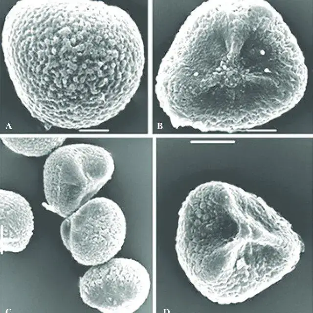 SEM-micrographs-of-spores-of-Micromitrium-tenerum-Bruch-Schimp-Crosby-A-Distal_Q640.jpg