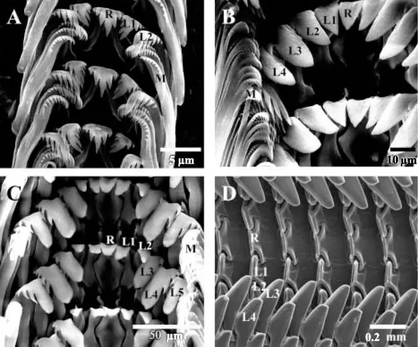 SEM-photographs-of-the-radula-showing-developmental-stages-Radula-formulae-represent-the.png