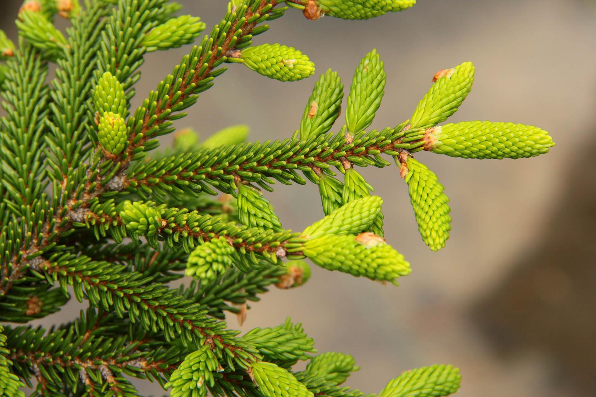 SPECIMEN-1226-PICEA-ORIENTALIS-GOWDY-1.jpg