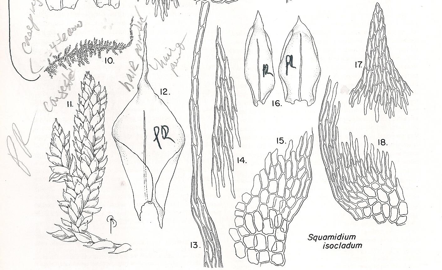 SQUAMIDIUM%2BISOCLADUM.jpg