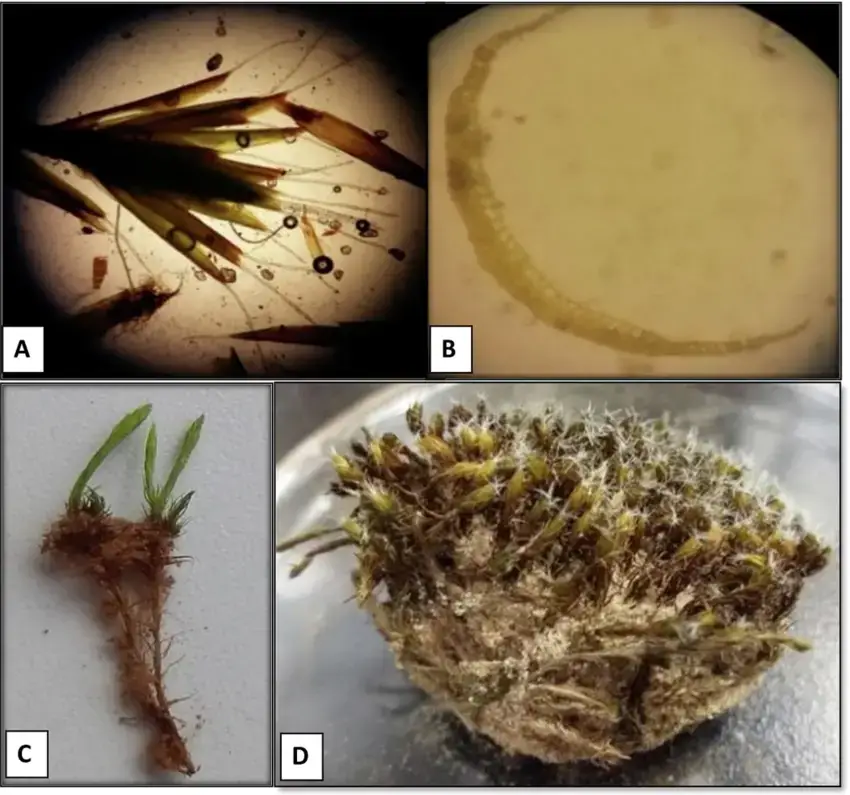 Sample-from-moss-dominated-biocrust-species-Campylopus-pilifer-Brid-A-Apical-branches.png