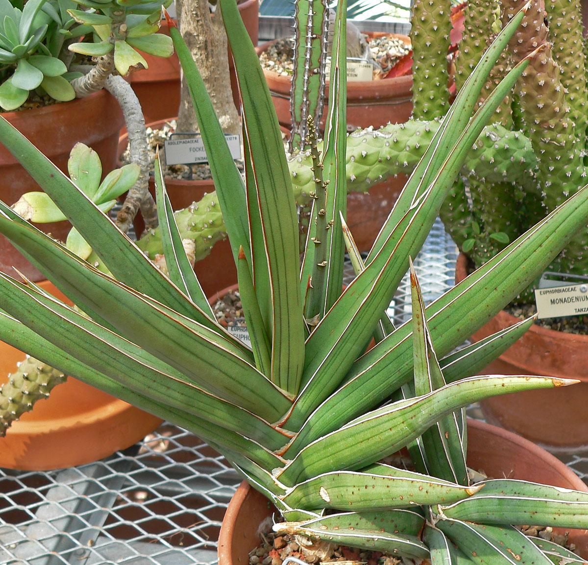 Sansevieria_ehrenbergii_3.jpg