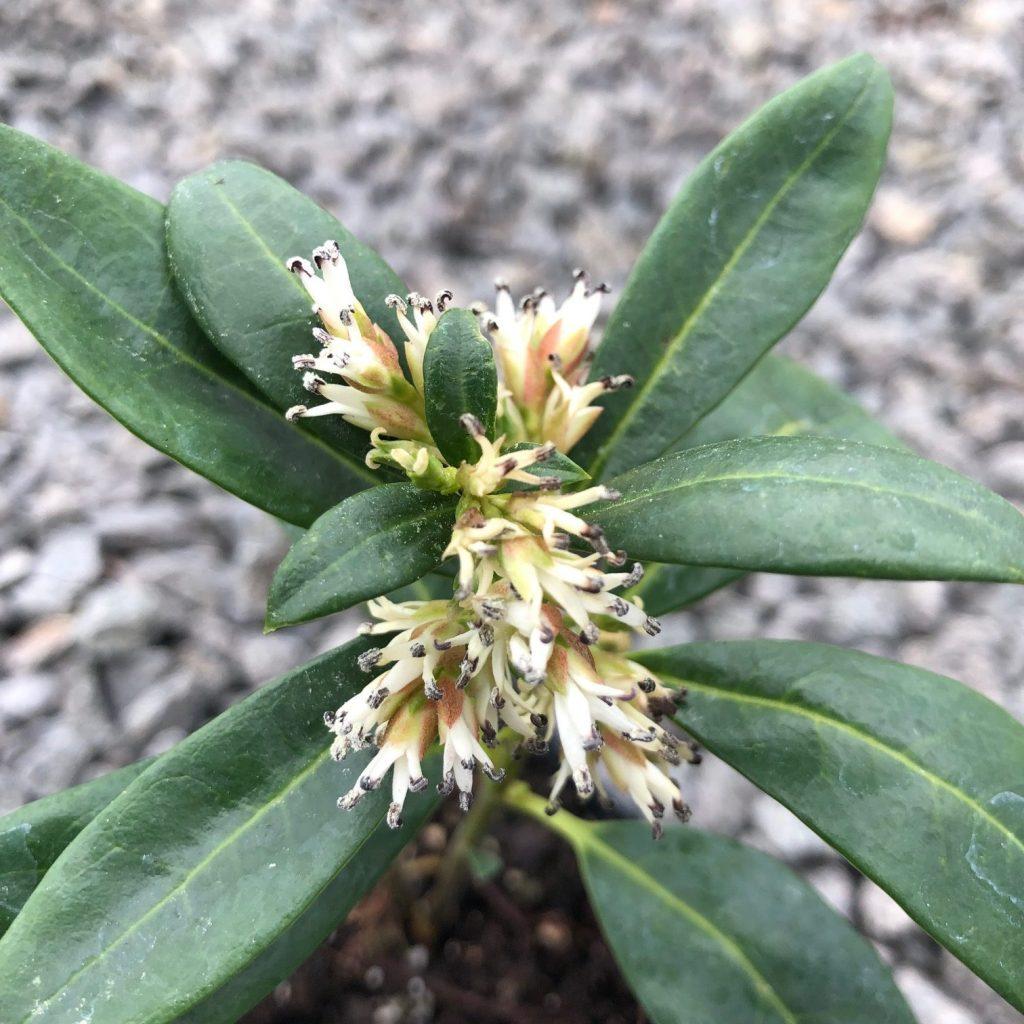 Sarcococca-hookeriana-var.-humilis-3.2019.5-1024x1024.jpg