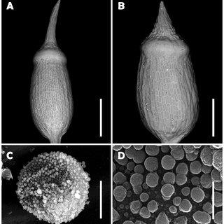 Scanning-electron-micrographs-of-sporophyte-of-Octoblepharum-benitotanii-Salazar-Allen_Q320.jpg