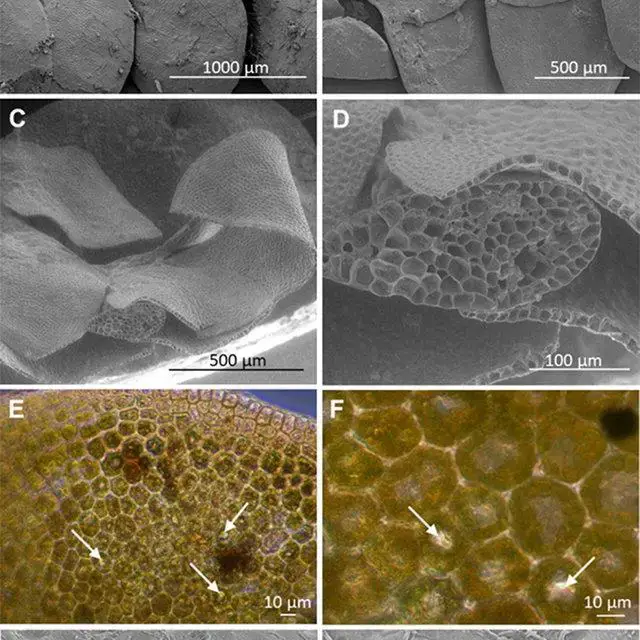 Scanning-electron-microscopy-of-the-liverwort-Radula-marginata-TAYLOR-a-Dorsal-view-of_Q640.jpg