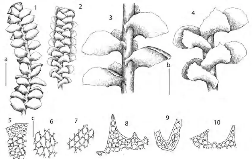 Scapania-ampliata-Steph-1-habit-ventral-view-2-habit-dorsal-view-3-part-of-shoot.png