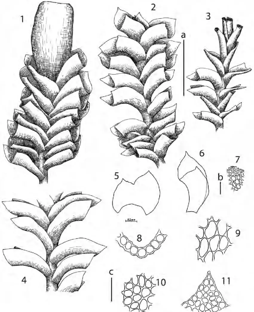 Scapania-apiculata-Spruce-1-perianthous-plant-habit-dorsal-view-2-habit-doral-view.png