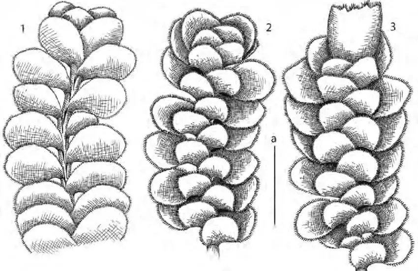 Scapania-ciliata-Sande-Lac-1-habit-ventral-view-2-habit-dorsal-view-3-perianthous.png