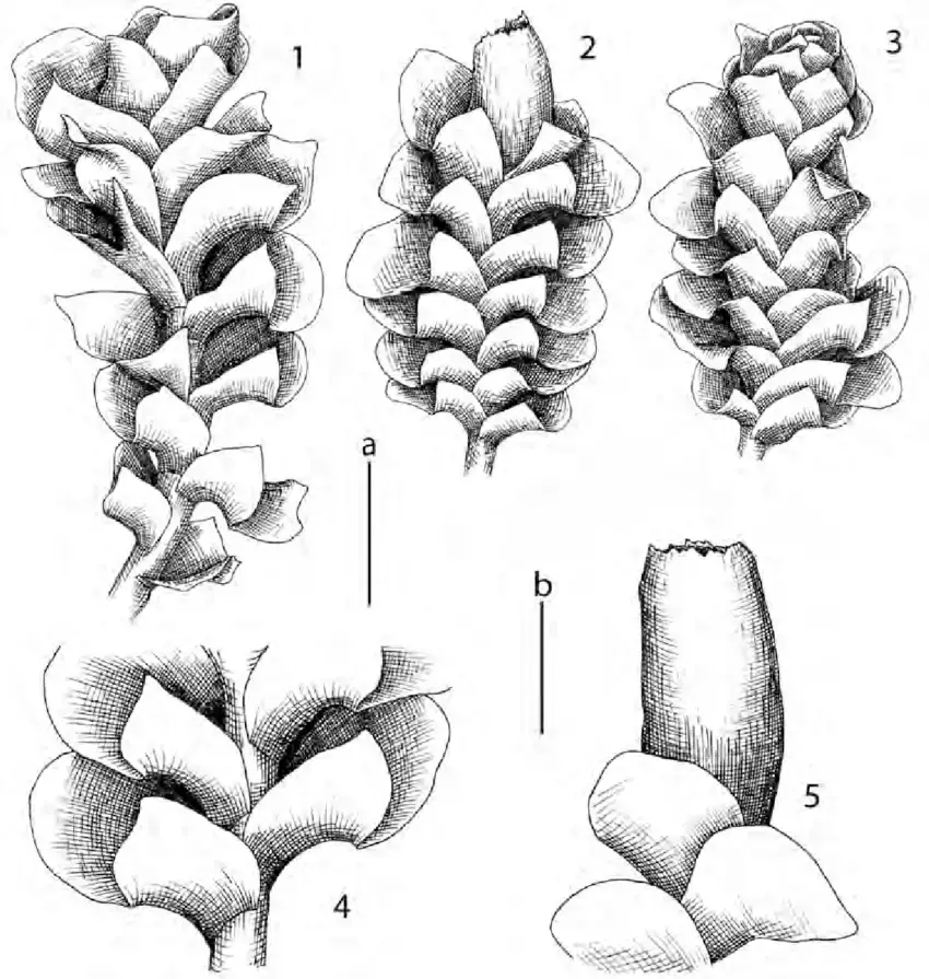 Scapania-curta-Mart-Dumort-1-habit-dorsal-view-2-perianthous-plant-dorsal-view.png