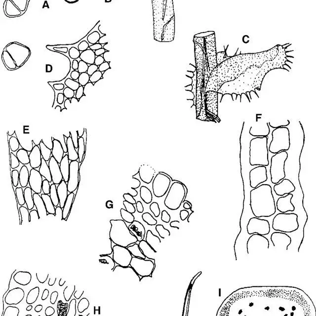 Scapania-orientalis-Muell-Frib-A-Gemmae-B-Leaf-on-stem-antical-aspect-C-Same_Q640.jpg