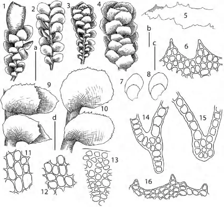 Scapania-parvitexta-Steph-1-perianthous-plant-dorsal-view-2-habit-ventral-view-3.png