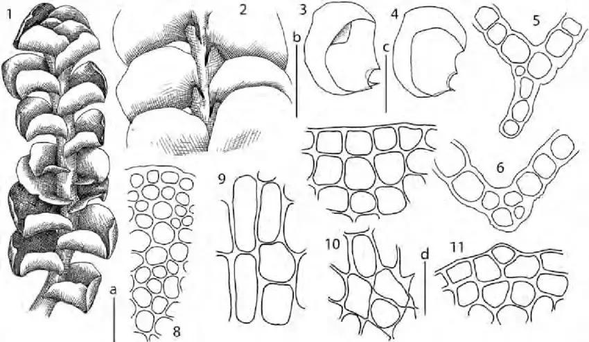 Scapania-tundrae-Arnell-H-Buch-1-habit-dorsal-view-part-of-shoot-ventral-view-3.png