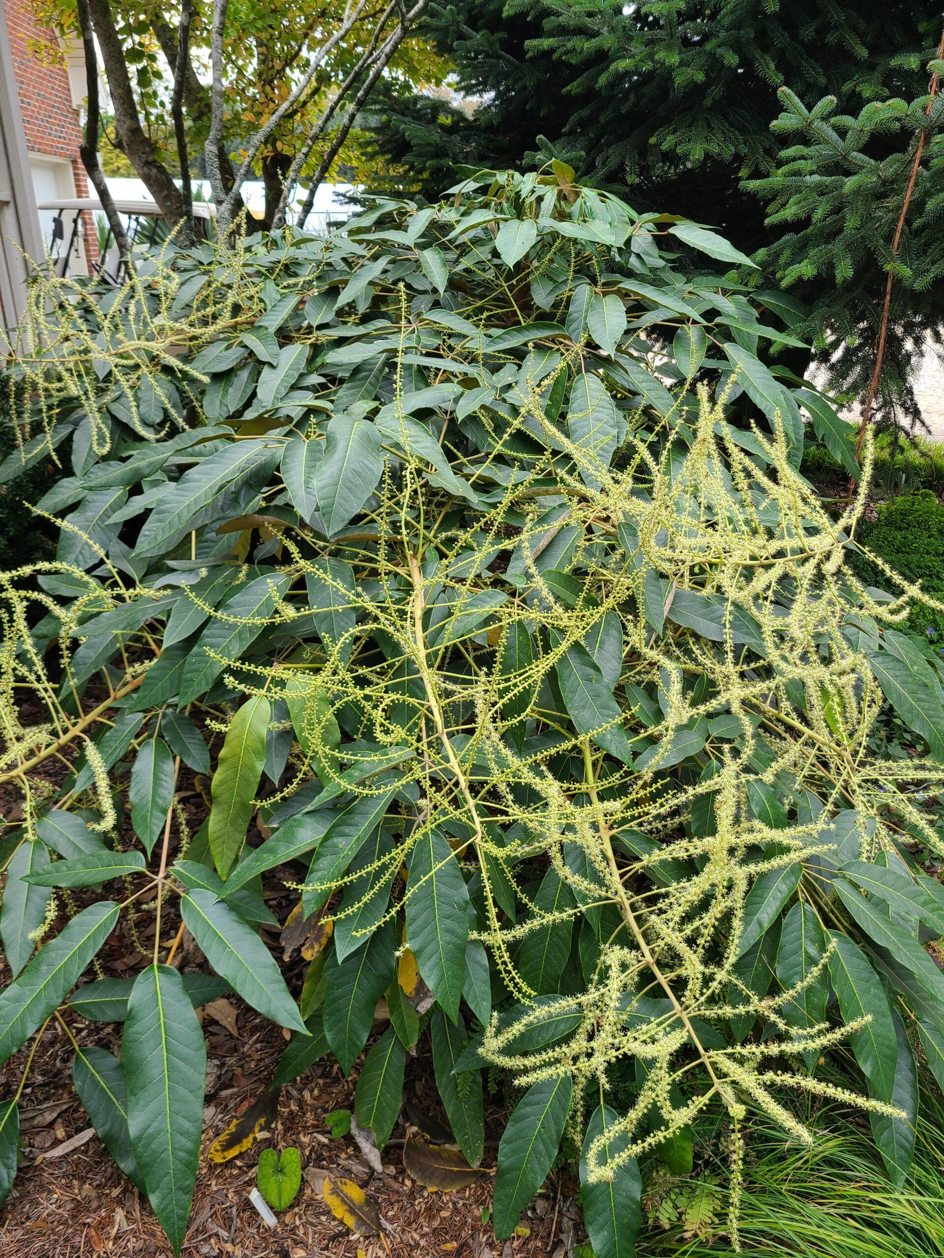 Schefflera-delavayi-in-flower2-scaled.jpg