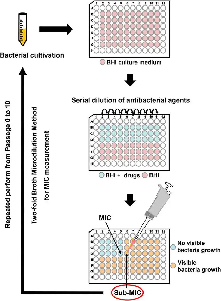 Schematic-illustration-of-broth-microdilution-method-used-for-the-resistance-assay.png