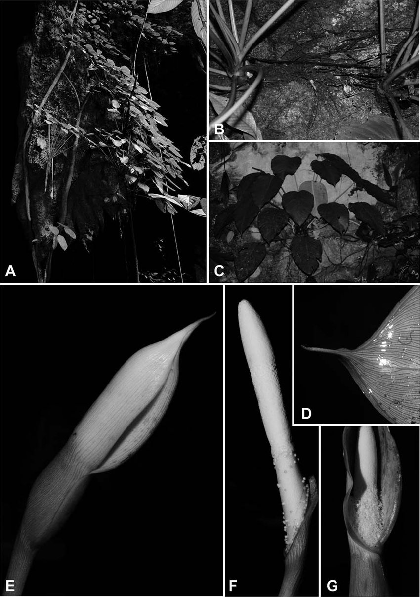 Schismatoglottis-monoplacenta-MHotta-A-Plants-in-habitat-on-karst-limestone-formations.png