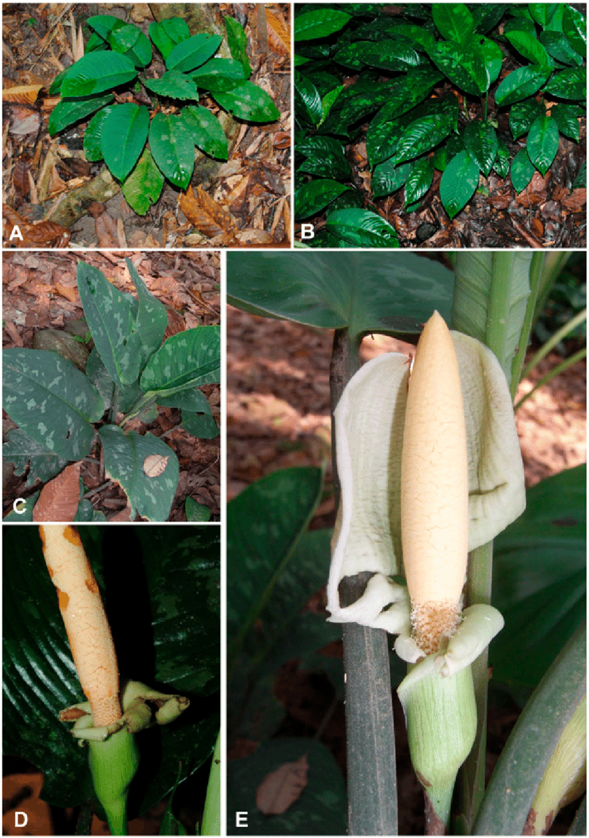 Schismatoglottis-scortechinii-Hookf-A-C-Plants-in-habitat-showing-variation-in-leaf.png