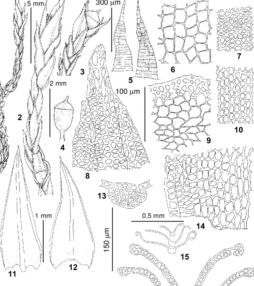 Schistidium-apocarpum-Hedw-Bruch-et-al-subsp-canadense-Dupret-HHBlom-ex-BH.png