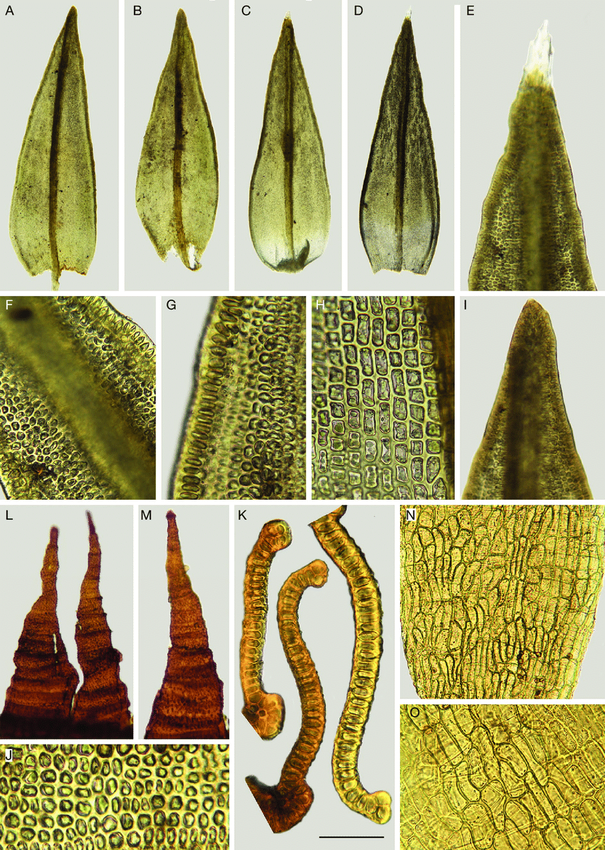 Schistidium-brunnescens-Limpr-A-B-vegetative-leaves-C-D-perichaetial-leaves-E.png