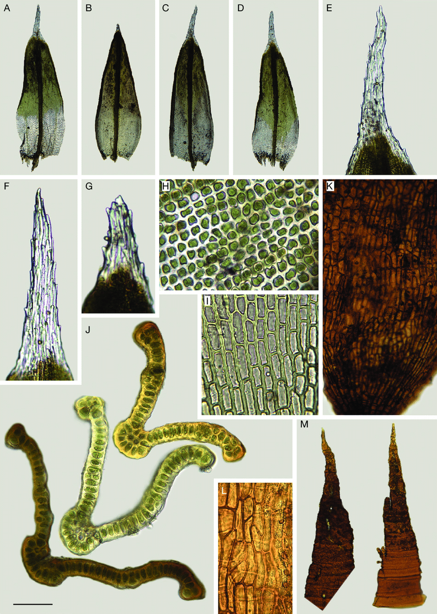 Schistidium-memnonium-JGuerra-A-B-vegetative-leaves-C-D-perichaetial-leaves-E-G.png