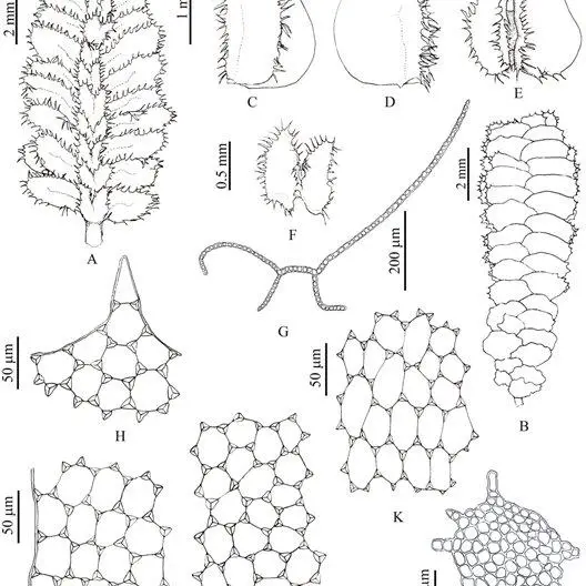 Schistochila-nuda-Horik-A-B-part-of-plant-on-sterile-branches-A-on-dorsal-view-B_Q640.jpg