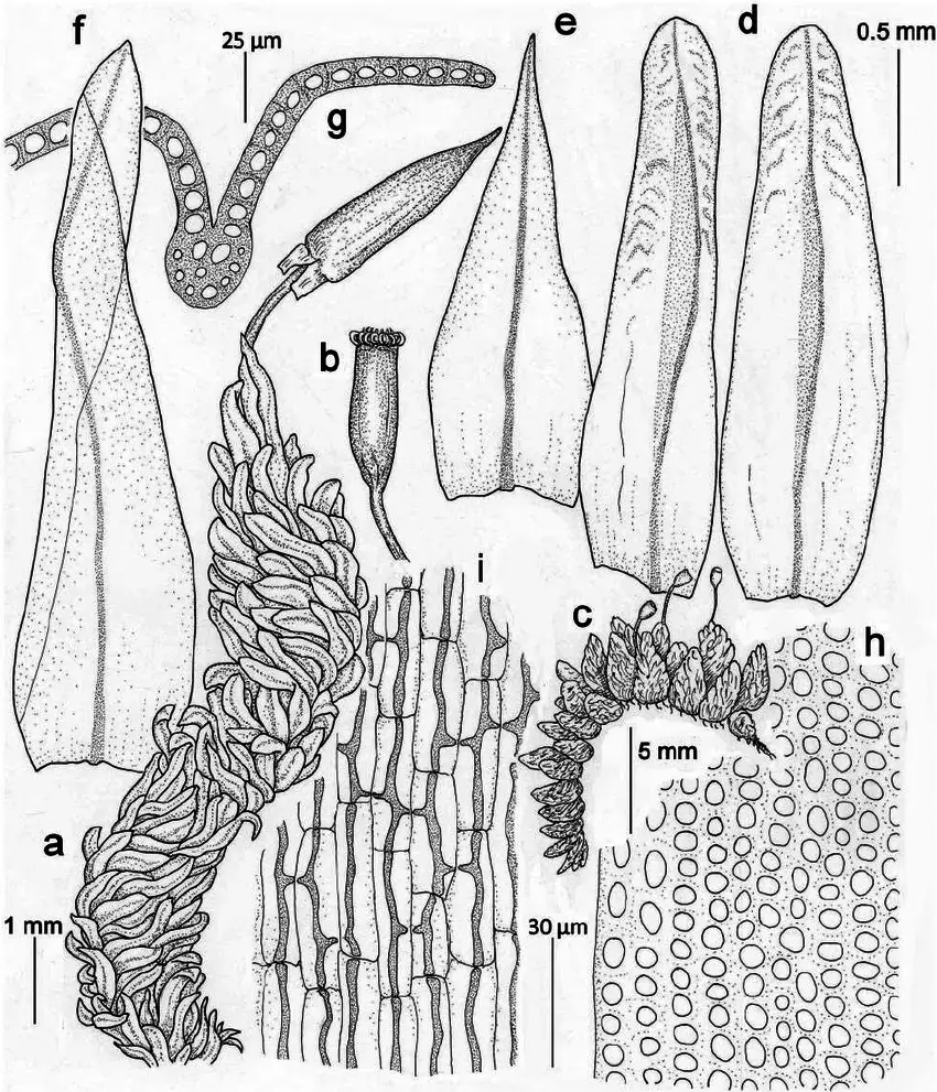 Schlotheimia-badiella-Besch-a-c-habit-dry-b-capsule-d-branch-leaves-e.png