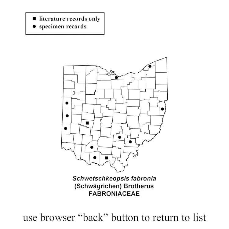 Schwetschkeopsis-fabronia.jpg