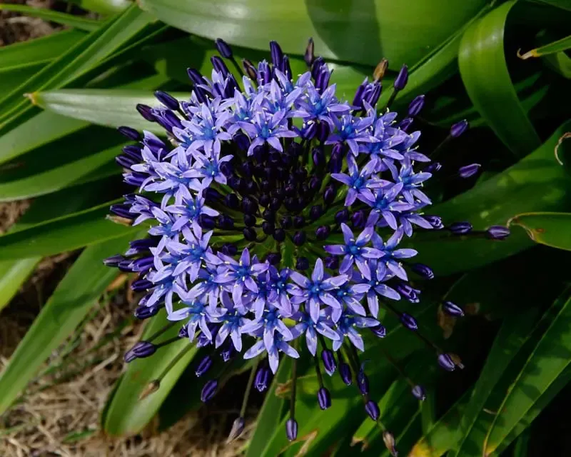 Scilla-Peruviana-CU800.jpg