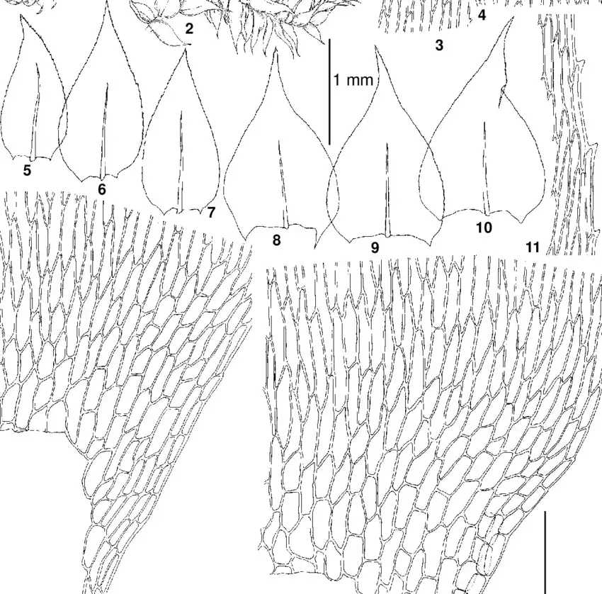 Sciuro-hypnum-curtum-Lindb-Ignatov-from-USA-NY-Allen-27150-MO-1-seta.png