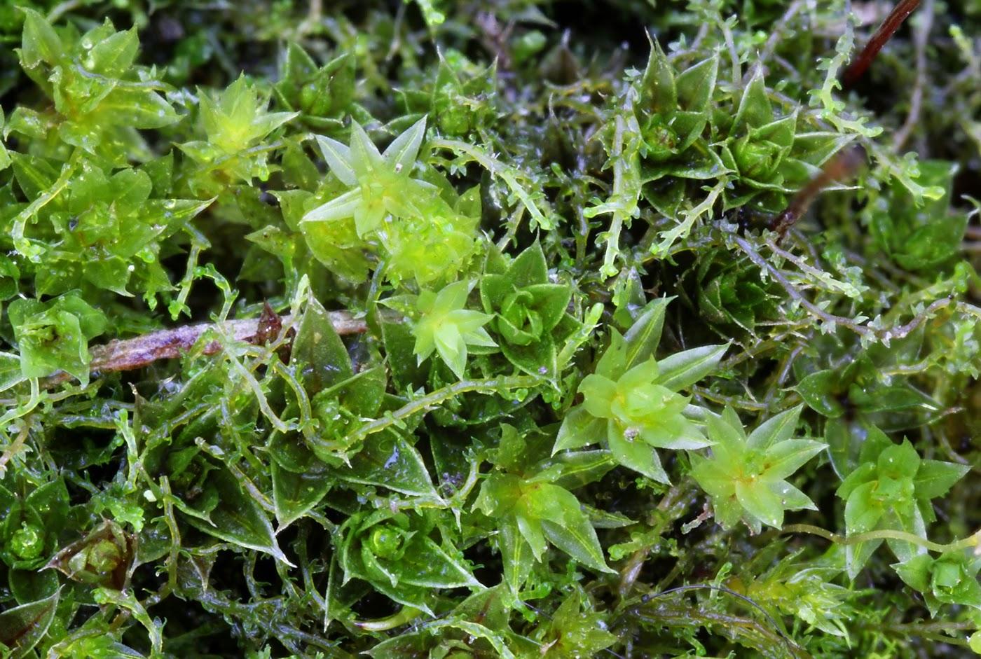 Scopelophila%2Bcataractae%2B(Tongue-leaf%2BCopper-moss)%2B30dec14%2B1sa.jpg