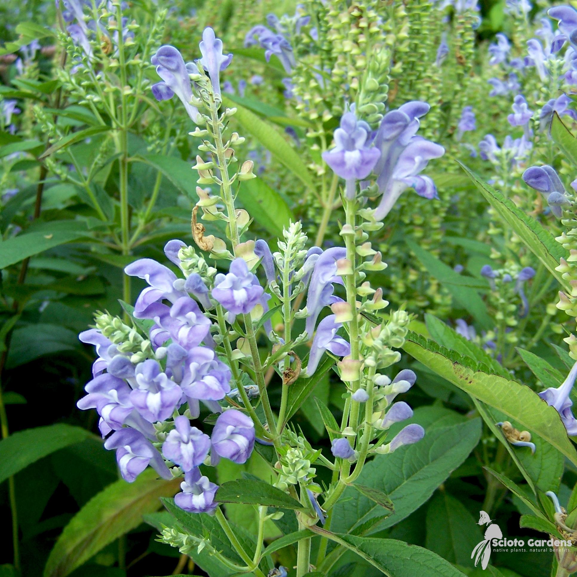 Scutellaria-incana-Downy-Skullcap-Flower-Detail.jpg