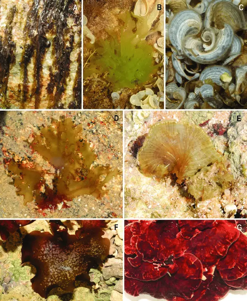 Seaweed-morphology-blades-A-B-Blade-like-species-can-be-very-thin-and-membranous-a.png