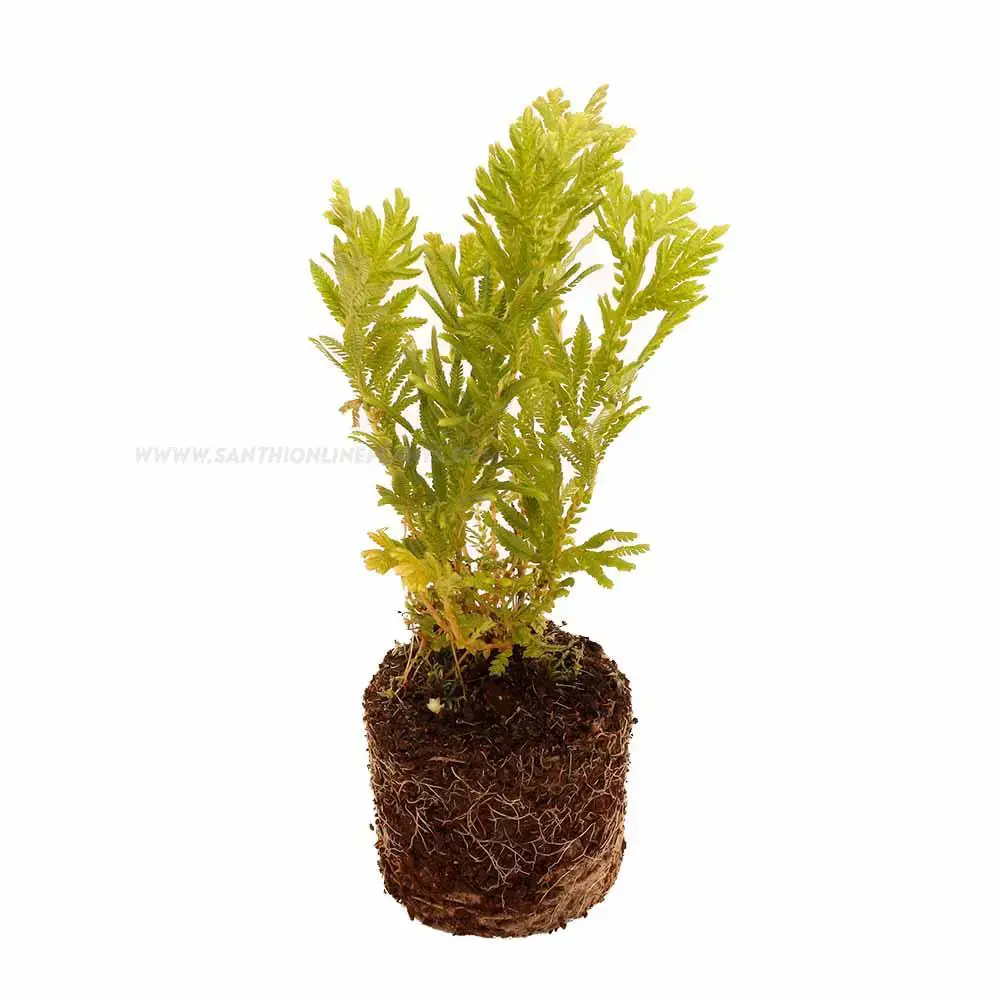 Selaginella-involvens-Spikemoss.jpg