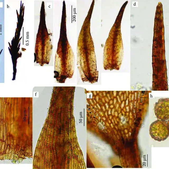 Seligeria-trifaria-a-plant-with-sporophyte-b-sterile-plant-c-leaves-d-leaf-tip_Q640.jpg