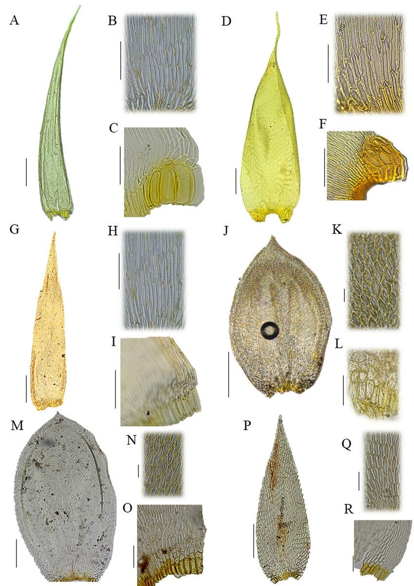 Sematophyllaceae-s-str-species-in-the-Northeast-Region-of-Brazil-A-C-Aptychopsis.jpg