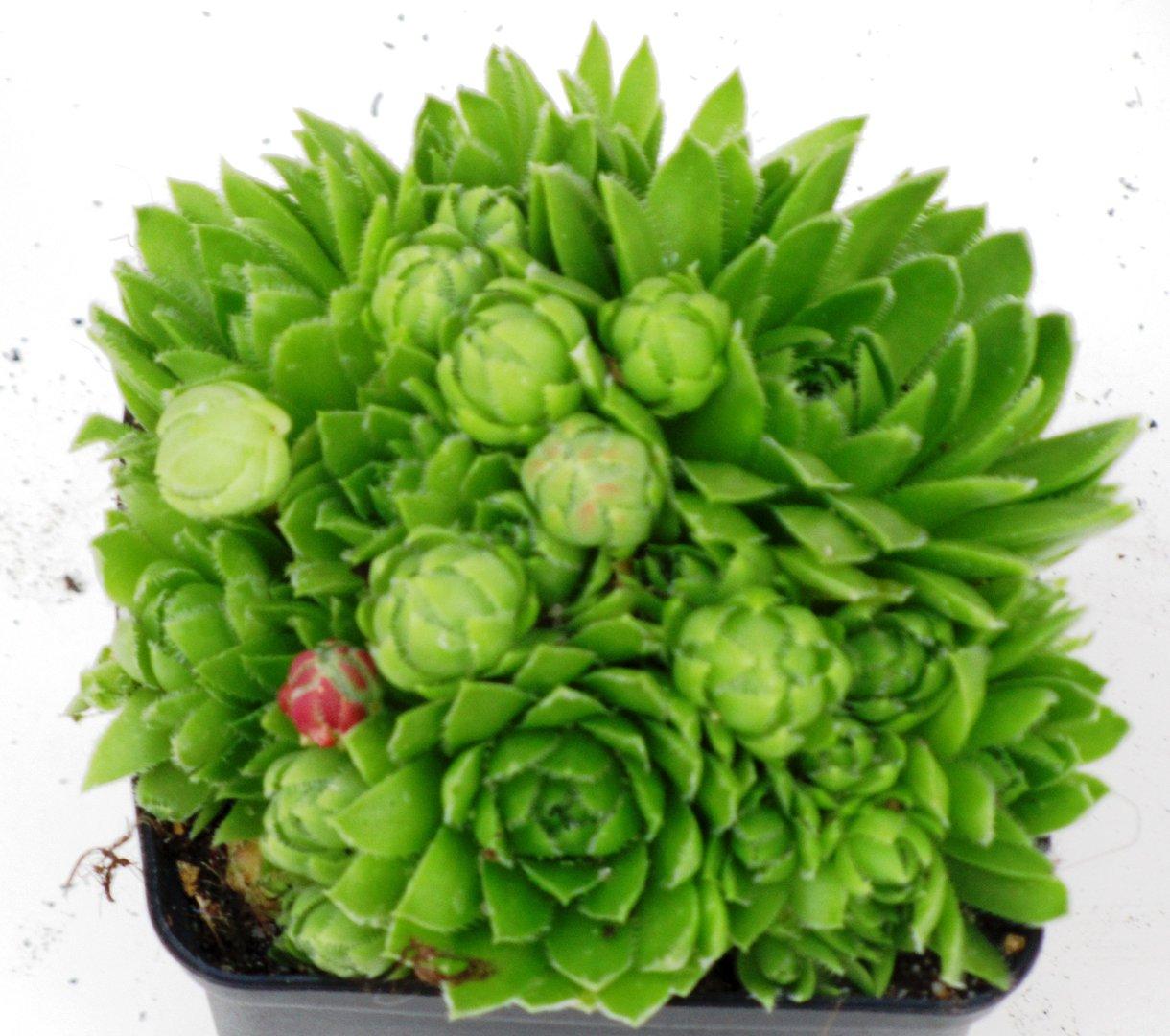 Sempervivum_soboliferum.jpg